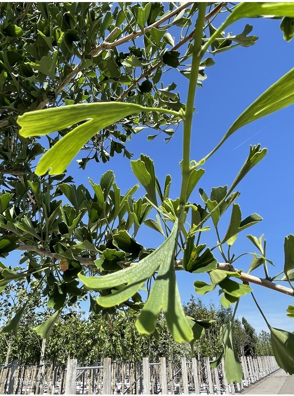 Ginkgobaum - Fächerblattbaum ‘Tubifolia’ | Ginkgo biloba ‘Tubifolia’ Ginkgobaum - Fächerblattbaum ‘Tubifolia’ | Ginkgo biloba ‘Tubifolia’