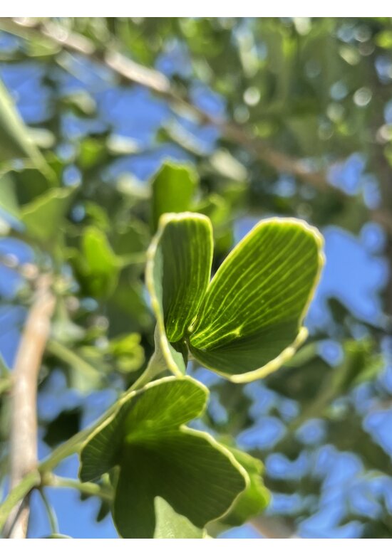 Ginkgobaum ‘Tubifolia’ | Ginkgo biloba ‘Tubifolia’