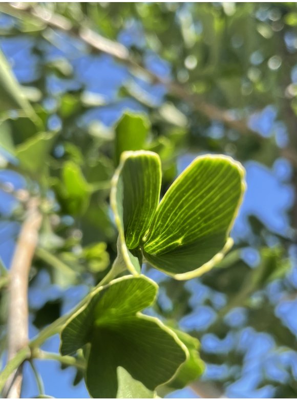 Ginkgobaum - Fächerblattbaum ‘Tubifolia’ | Ginkgo biloba ‘Tubifolia’ Ginkgobaum - Fächerblattbaum ‘Tubifolia’ | Ginkgo biloba ‘Tubifolia’