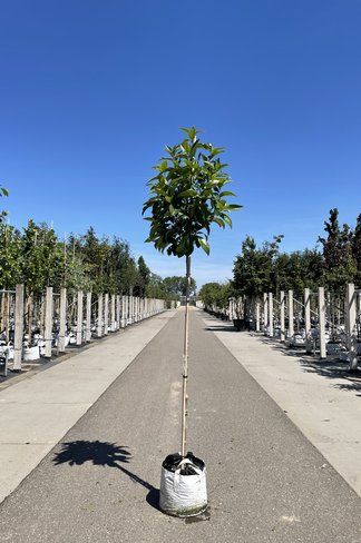 Schneeflockenbaum | Chionanthus virginicus