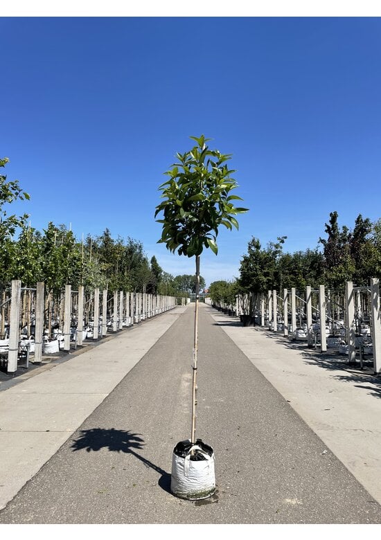 Schneeflockenbaum | Chionanthus virginicus