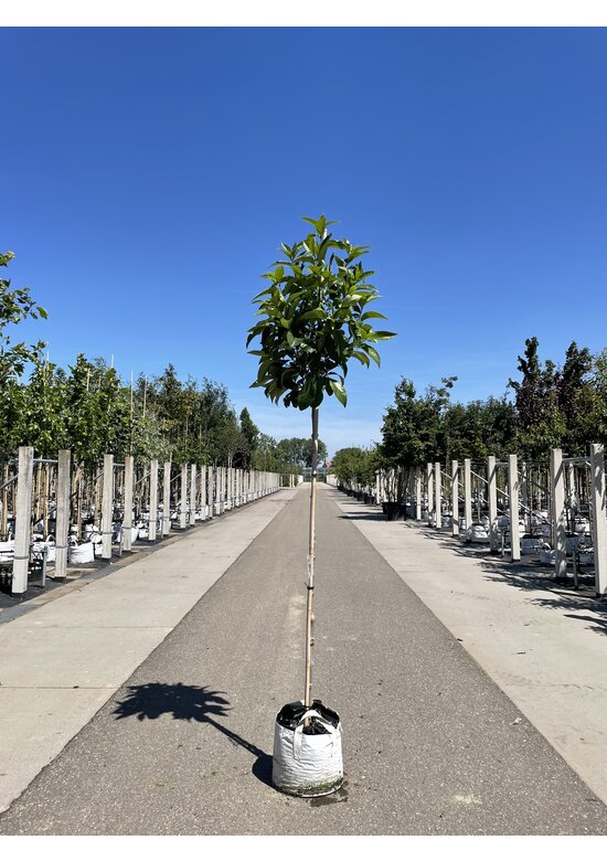 Schneeflockenbaum | Chionanthus virginicus