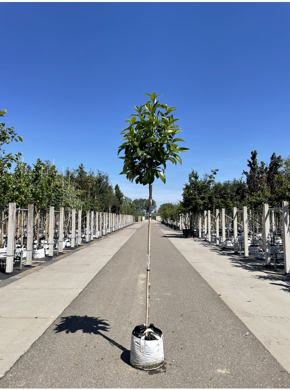 Schneeflockenbaum | Chionanthus virginicus Schneeflockenbaum | Chionanthus virginicus