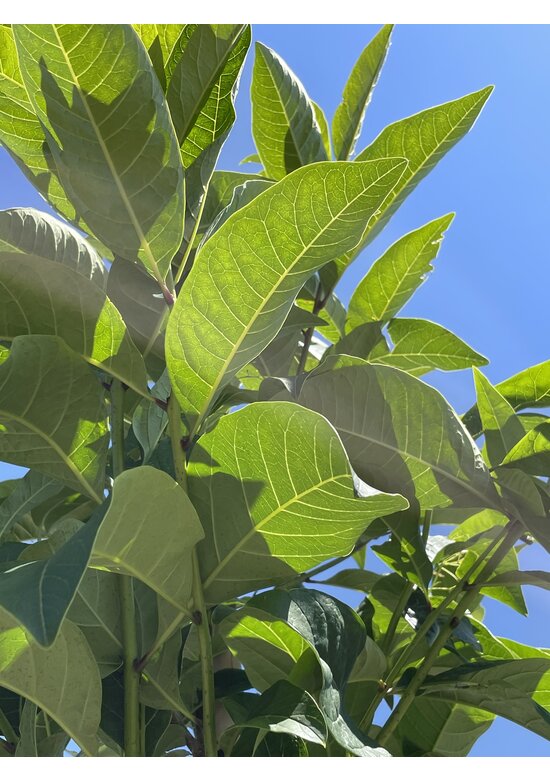 Schneeflockenbaum | Chionanthus virginicus