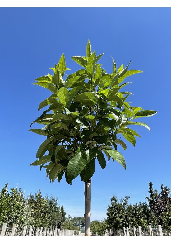 Schneeflockenbaum | Chionanthus virginicus