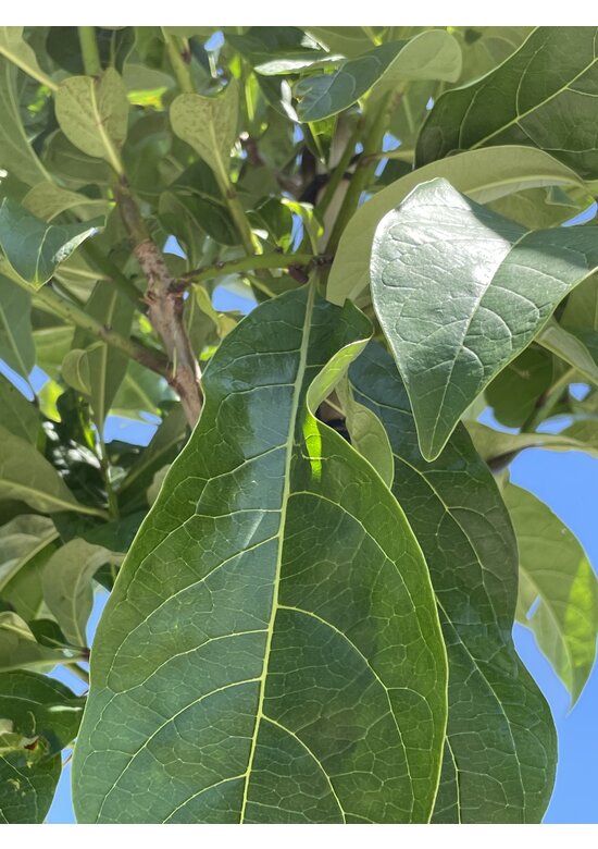 Schneeflockenbaum | Chionanthus virginicus