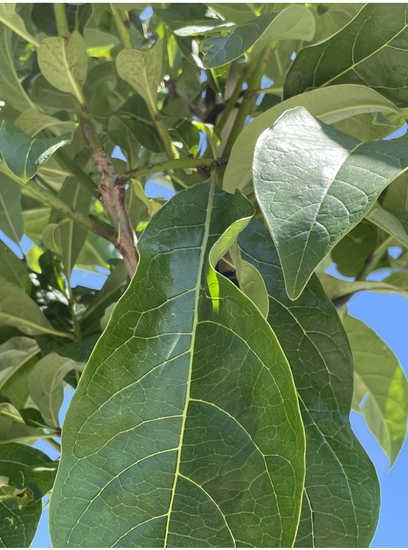 Schneeflockenbaum | Chionanthus virginicus Schneeflockenbaum | Chionanthus virginicus