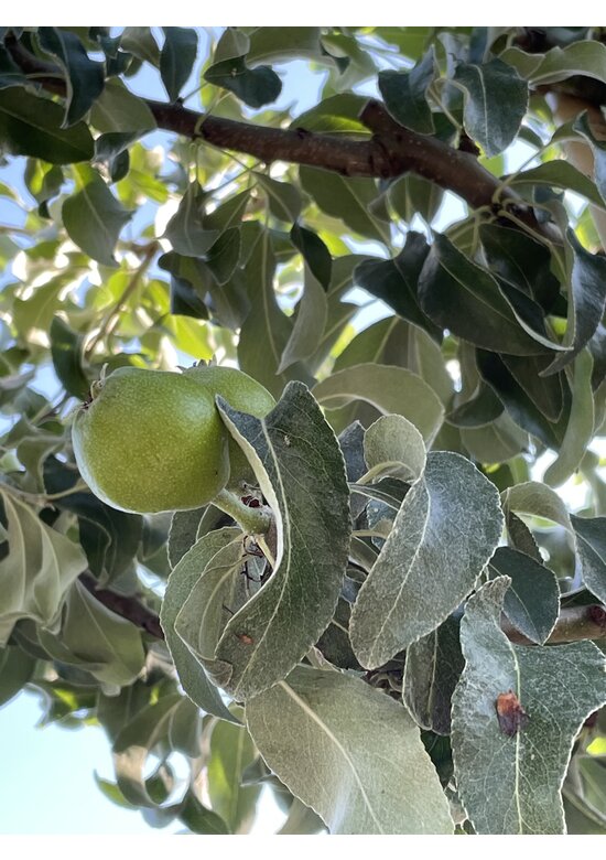 Schneebirne | Pyrus nivalis