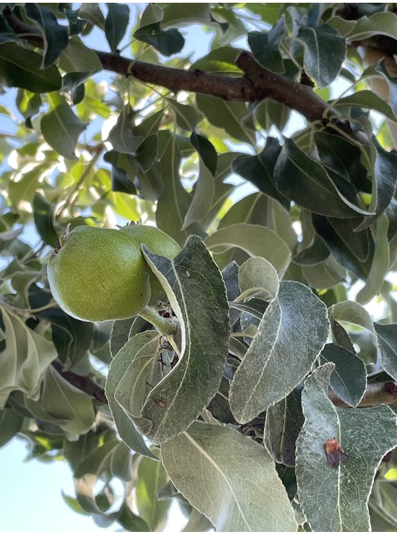 Schneebirne | Pyrus nivalis Schneebirne | Pyrus nivalis