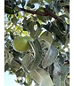 Schneebirne | Pyrus nivalis Schneebirne | Pyrus nivalis