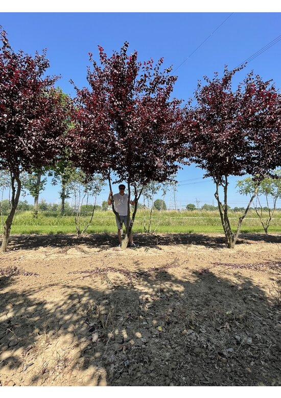 Blutpflaume Mehrstämmig 'Nigra' | Prunus cerasifera 'Nigra'