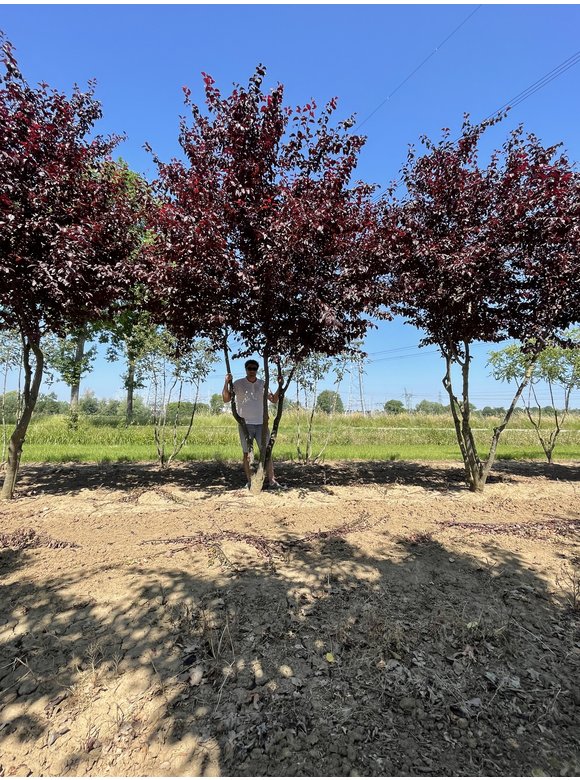Blutpflaume 'Nigra' - Mehrstämmig | Prunus cerasifera 'Nigra' Blutpflaume 'Nigra' - Mehrstämmig | Prunus cerasifera 'Nigra'