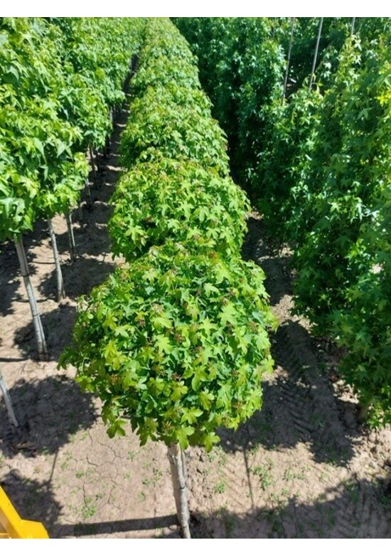 Kugelamberbaum 'Gumball' | Liquidambar styraciflua 'Gumball' Kugelamberbaum 'Gumball' | Liquidambar styraciflua 'Gumball'