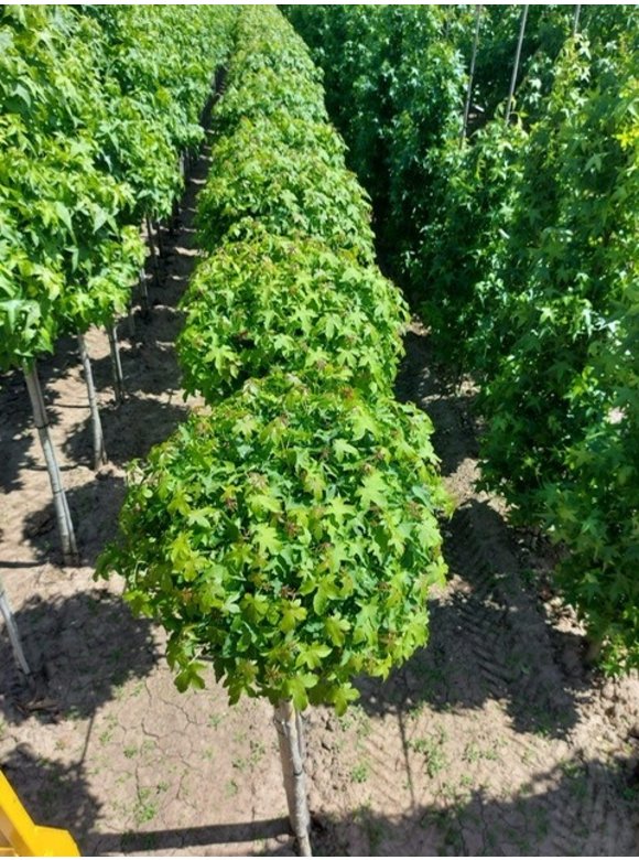 Kugelamberbaum 'Gumball' | Liquidambar styraciflua 'Gumball' Kugelamberbaum 'Gumball' | Liquidambar styraciflua 'Gumball'
