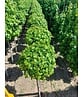 Kugelamberbaum 'Gumball' | Liquidambar styraciflua 'Gumball' Kugelamberbaum 'Gumball' | Liquidambar styraciflua 'Gumball'