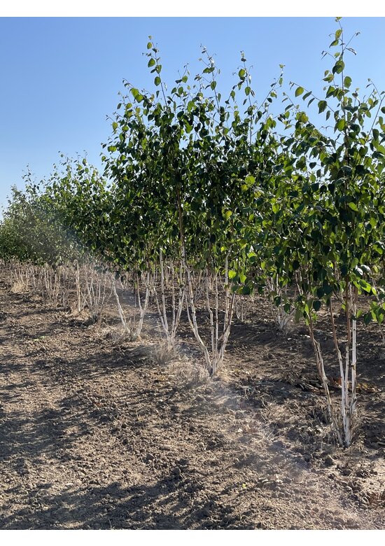 Himalaya-Birke mehrstämmig | Betula utilis 'Jacquemontii'