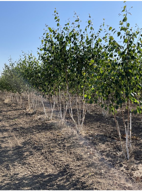 Himalaya-Birke - Weißrindige Himalaja-Birke 'Jacquemontii' - Mehrstämmig | Betula utilis 'Jacquemontii' Himalaya-Birke - Weißrindige Himalaja-Birke 'Jacquemontii' - Mehrstämmig | Betula utilis 'Jacquemontii'