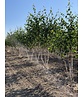 Himalaya-Birke mehrstämmig | Betula utilis 'Jacquemontii'