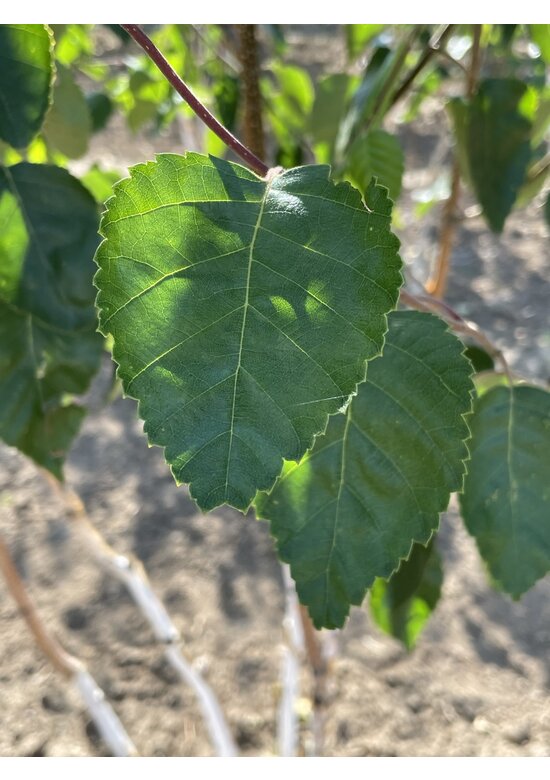 Himalaya-Birke mehrstämmig | Betula utilis 'Jacquemontii'