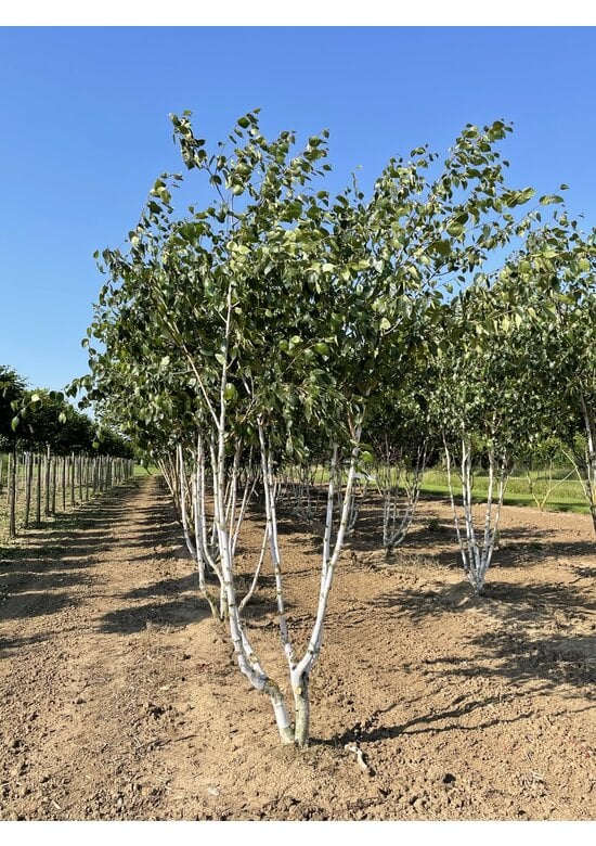 Himalaya-Birke mehrstämmig | Betula utilis 'Jacquemontii'