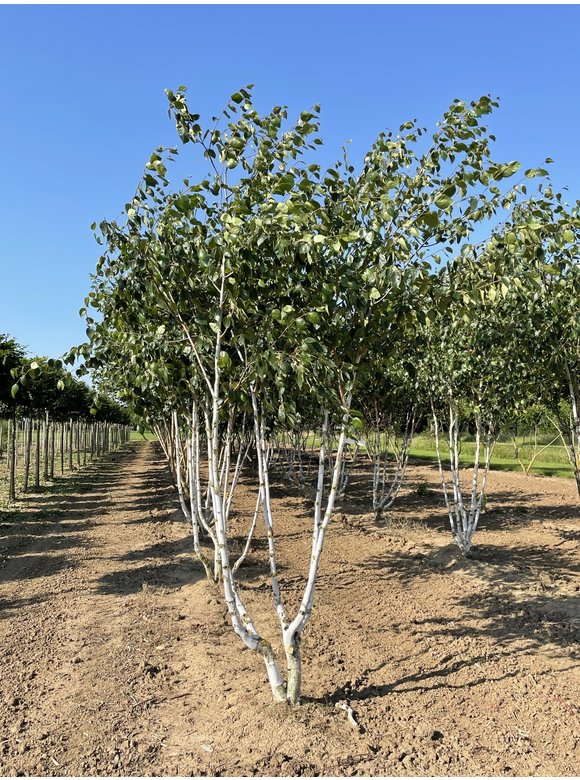 Himalaya-Birke - Weißrindige Himalaja-Birke 'Jacquemontii' - Mehrstämmig | Betula utilis 'Jacquemontii' Himalaya-Birke - Weißrindige Himalaja-Birke 'Jacquemontii' - Mehrstämmig | Betula utilis 'Jacquemontii'