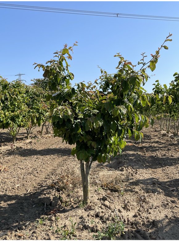 Eisenholzbaum - Mehrstämmig | Parrotia persica Eisenholzbaum - Mehrstämmig | Parrotia persica