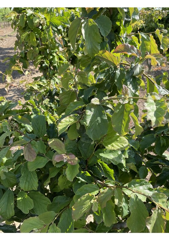 Eisenholzbaum mehrstämmig | Parrotia persica