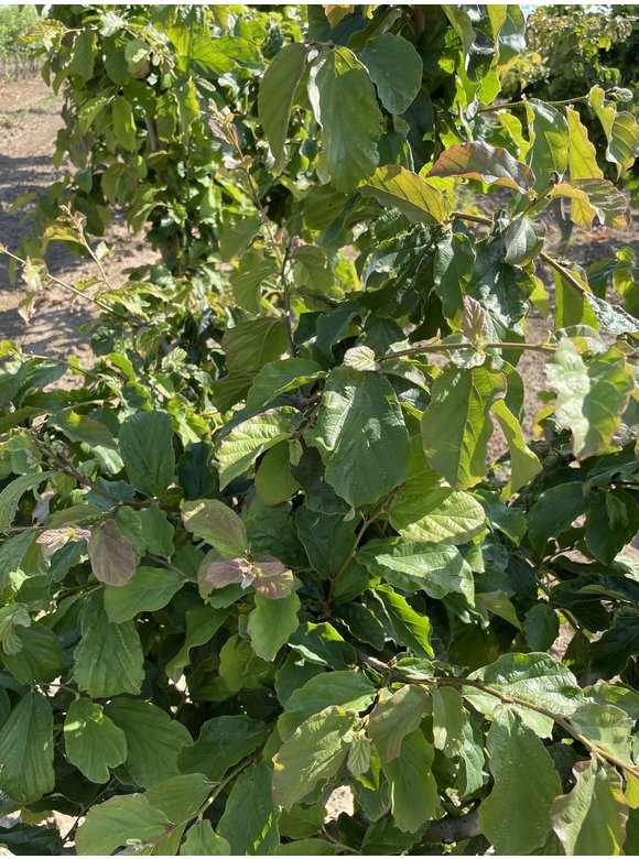 Eisenholzbaum - Mehrstämmig | Parrotia persica Eisenholzbaum - Mehrstämmig | Parrotia persica