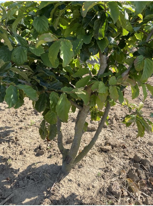 Eisenholzbaum - Mehrstämmig | Parrotia persica Eisenholzbaum - Mehrstämmig | Parrotia persica
