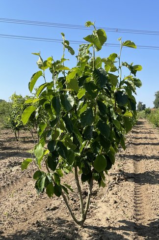 Magnolie 'Yellow River' - Mehrstämmig | Magnolia 'Yellow River'