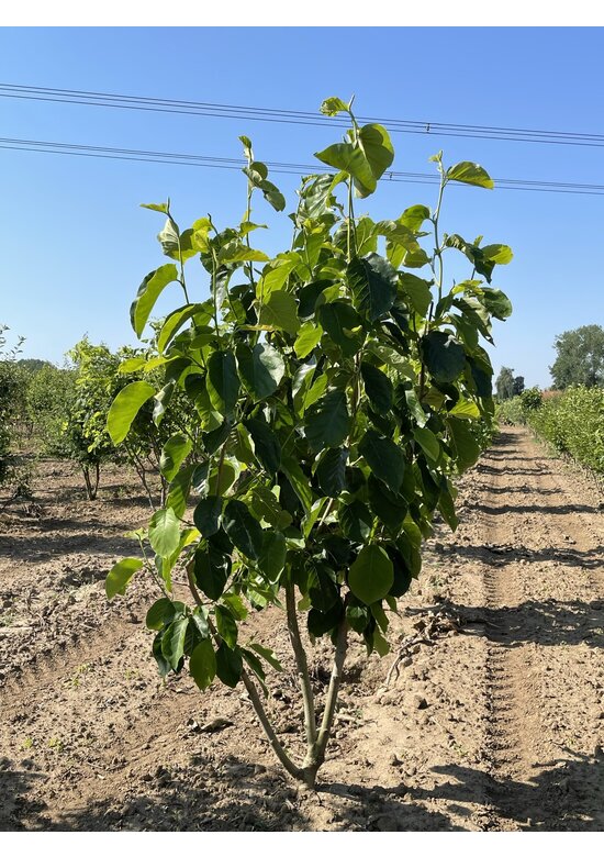 Magnolie 'Yellow River' - Mehrstämmig | Magnolia 'Yellow River' Magnolie 'Yellow River' - Mehrstämmig | Magnolia 'Yellow River'