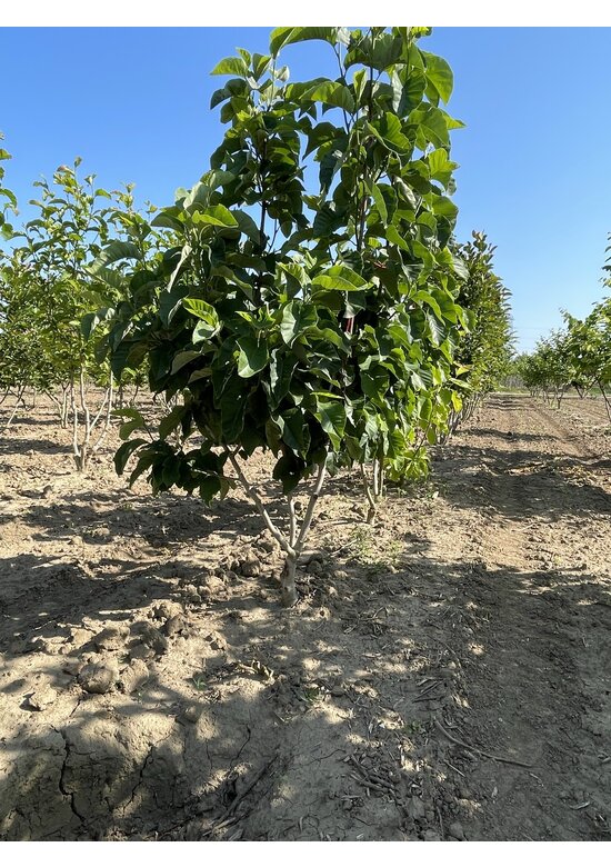 Magnolie 'Yellow River' - Mehrstämmig | Magnolia 'Yellow River' Magnolie 'Yellow River' - Mehrstämmig | Magnolia 'Yellow River'