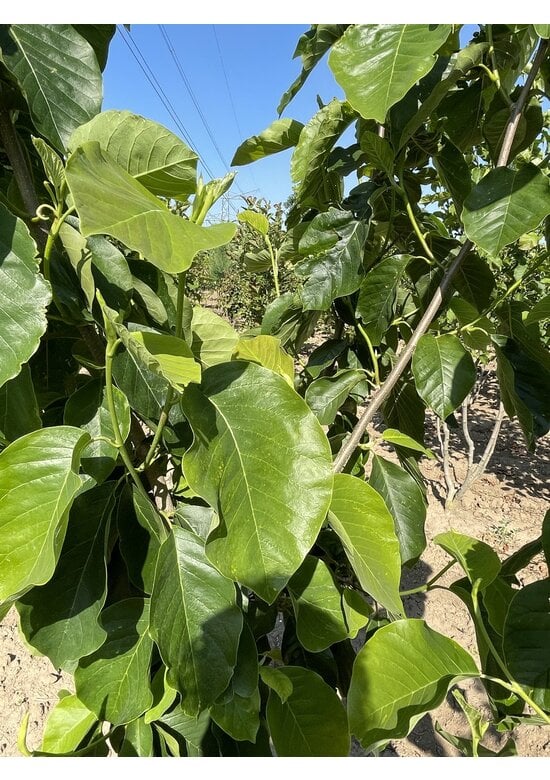 Magnolie 'Yellow River' - Mehrstämmig | Magnolia 'Yellow River'