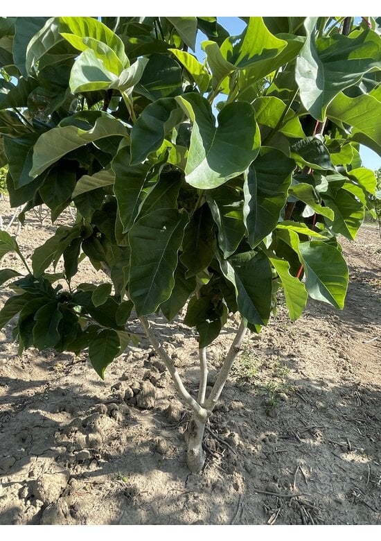 Magnolie 'Yellow River' - Mehrstämmig | Magnolia 'Yellow River'