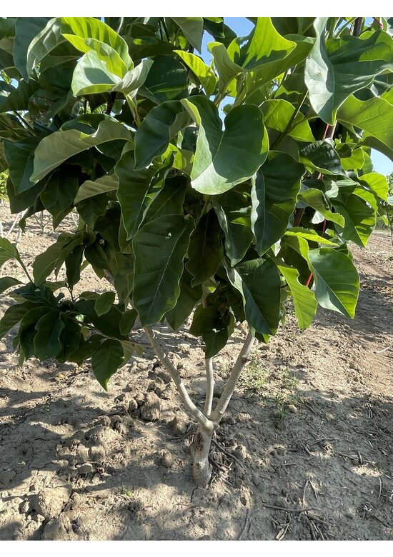 Magnolie 'Yellow River' - Mehrstämmig | Magnolia 'Yellow River' Magnolie 'Yellow River' - Mehrstämmig | Magnolia 'Yellow River'