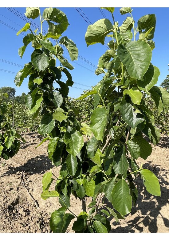 Magnolie 'Yellow River' - Mehrstämmig | Magnolia 'Yellow River' Magnolie 'Yellow River' - Mehrstämmig | Magnolia 'Yellow River'
