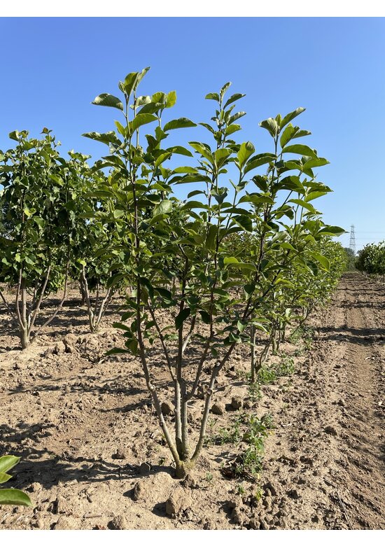 Tulpenmagnolie - Mehrstämmig | Magnolia soulangeana