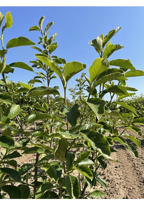 Tulpenmagnolie - Mehrstämmig | Magnolia soulangeana