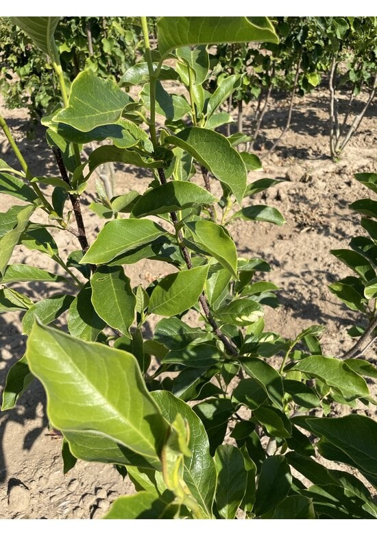 Tulpenmagnolie - Mehrstämmig | Magnolia soulangeana
