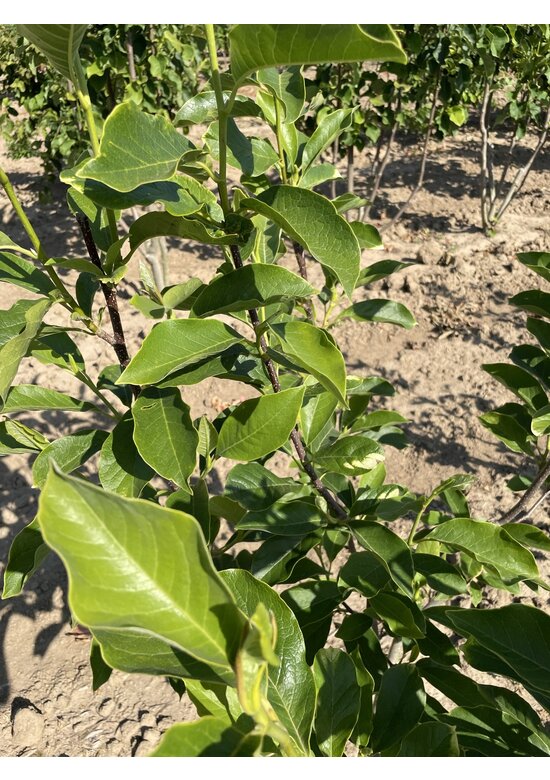 Tulpenmagnolie - Mehrstämmig | Magnolia soulangeana