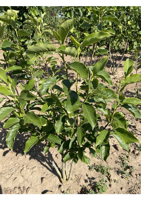 Tulpenmagnolie - Mehrstämmig | Magnolia soulangeana