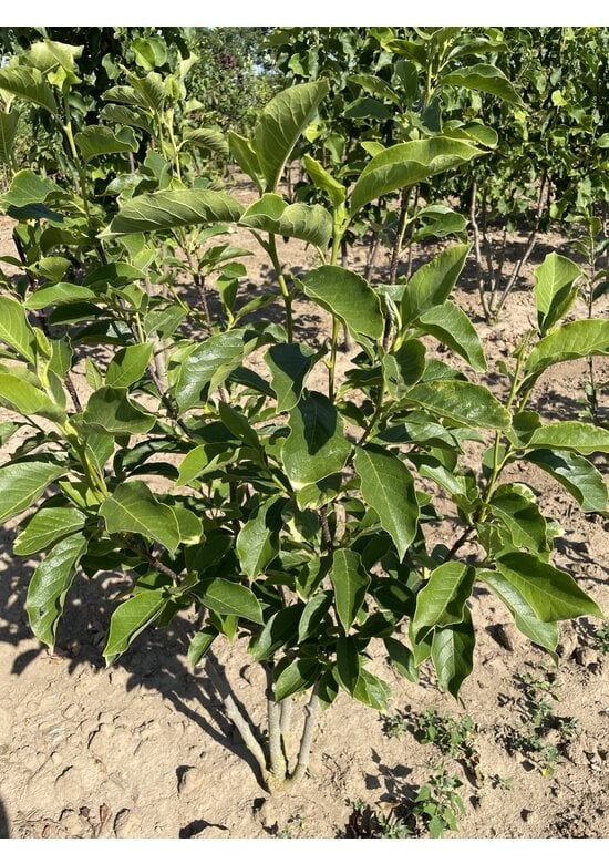 Tulpenmagnolie - Mehrstämmig | Magnolia soulangeana