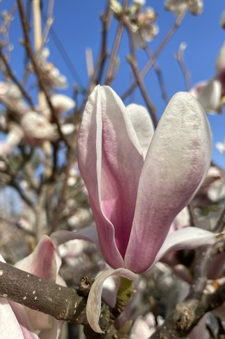Tulpenmagnolie - Mehrstämmig | Magnolia soulangeana Tulpenmagnolie - Mehrstämmig | Magnolia soulangeana
