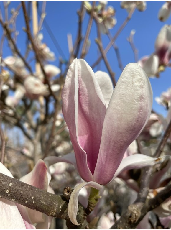 Tulpenmagnolie - Mehrstämmig | Magnolia soulangeana Tulpenmagnolie - Mehrstämmig | Magnolia soulangeana