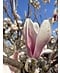 Tulpenmagnolie - Mehrstämmig | Magnolia soulangeana