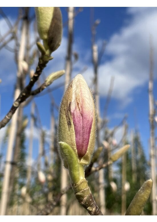 Tulpenmagnolie - Mehrstämmig | Magnolia soulangeana
