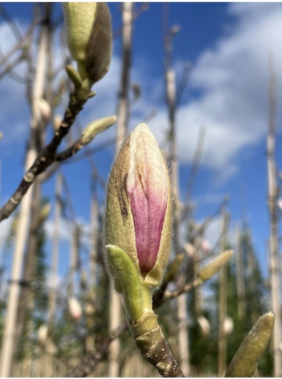 Tulpenmagnolie - Mehrstämmig | Magnolia soulangeana Tulpenmagnolie - Mehrstämmig | Magnolia soulangeana