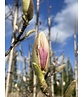 Tulpenmagnolie - Mehrstämmig | Magnolia soulangeana