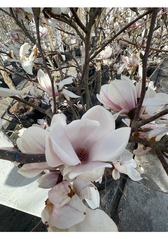 Tulpenmagnolie - Mehrstämmig | Magnolia soulangeana