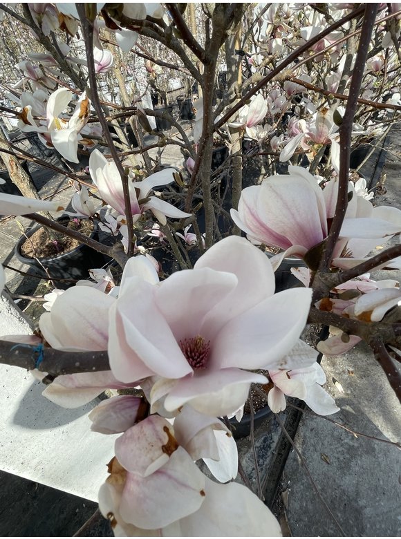 Tulpenmagnolie - Mehrstämmig | Magnolia soulangeana Tulpenmagnolie - Mehrstämmig | Magnolia soulangeana